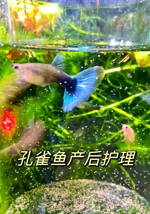 孔雀魚產后需要投喂什么食物（孔雀魚產后需要投喂哪些食物）