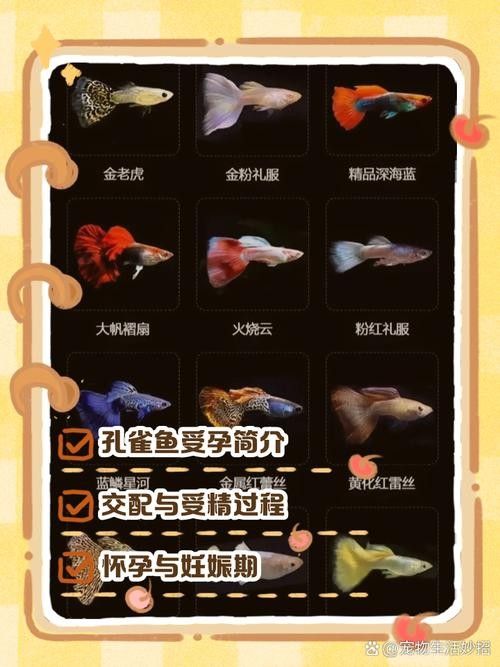 孔雀魚產后需要投喂什么食物（孔雀魚產后需要投喂哪些食物）