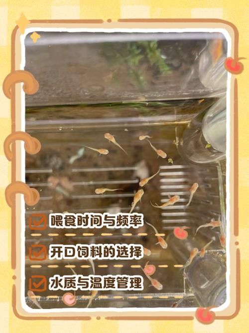 孔雀魚產后需要投喂什么食物（孔雀魚產后需要投喂哪些食物）