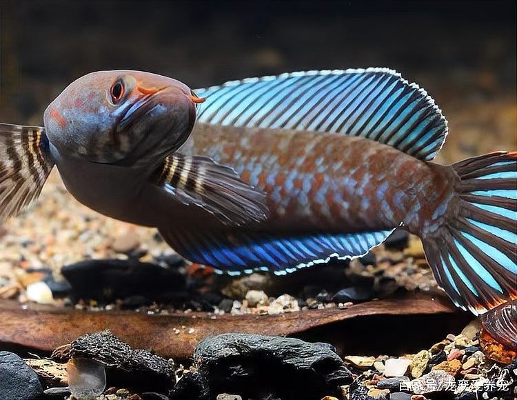 藍寶石雷龍魚吃什么食物？（幻彩藍寶石雷龍魚（幻彩藍寶石雷龍魚）的食性及飼養(yǎng)建議） 藍寶石雷龍魚吃什么食物？（幻彩藍寶石雷龍魚（幻彩藍寶石雷龍魚）的食性及飼養(yǎng)建議） 龍魚百科 第5張