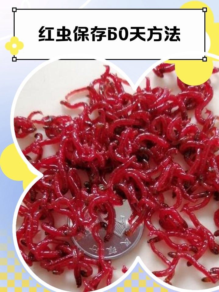 冷凍豐年蝦和紅蟲能保存多久？（冷凍豐年蝦和紅蟲的保存方式）