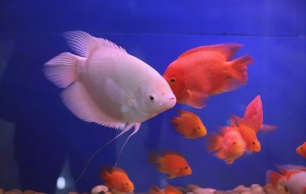 冷凍豐年蝦和紅蟲能保存多久？（冷凍豐年蝦和紅蟲的保存方式）