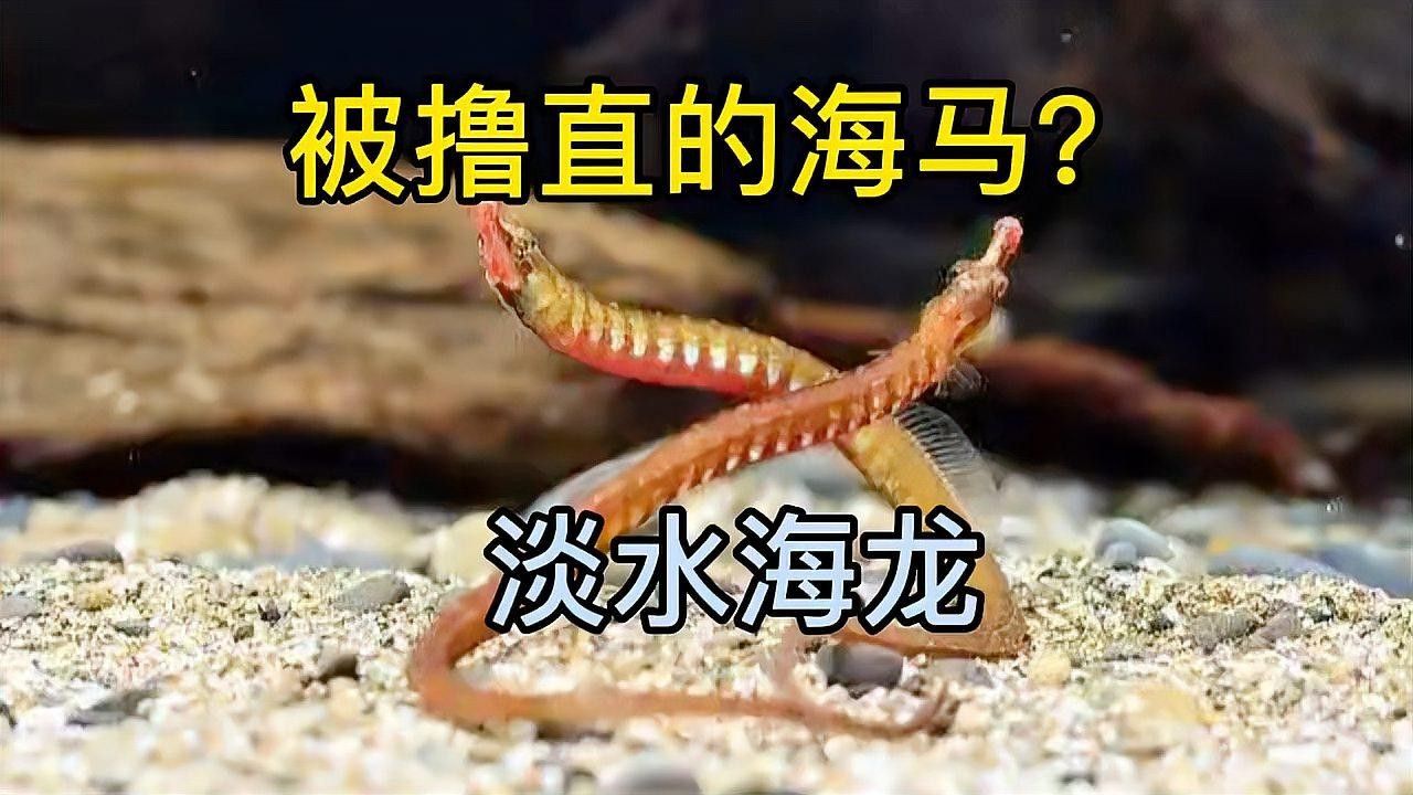淡水海龍魚能長多大？