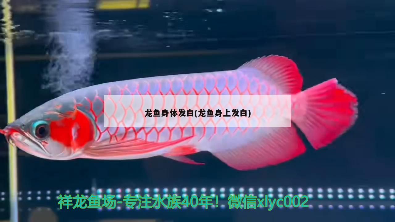 龍魚身體發(fā)白(龍魚身上發(fā)白)（祥龍魚身體發(fā)白，龍魚身體發(fā)白的原則） 龍魚身體發(fā)白(龍魚身上發(fā)白)（祥龍魚身體發(fā)白，龍魚身體發(fā)白的原則） 觀賞魚百科