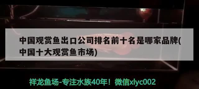 中國觀賞魚出口公司排名前十名是哪家品牌(中國十大觀賞魚市場)