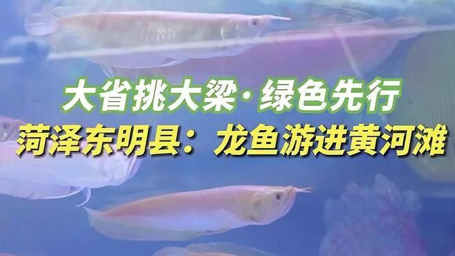 銀龍魚潰爛后如何護理，銀龍魚潰爛后可以喂食哪些食物銀龍魚潰爛后多久能恢復