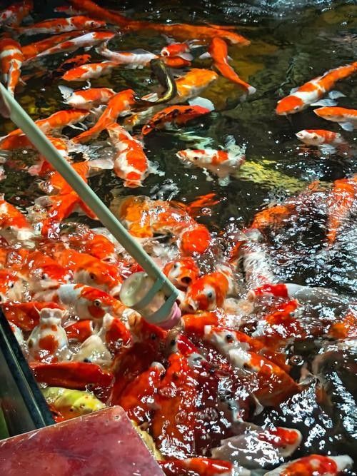 北京龍魚漁場哪家口碑最好？（北京龍魚漁場哪家口碑最好）