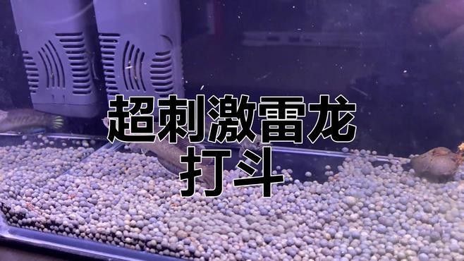 雷龍魚打架會持續(xù)多久（雷龍魚之間的爭斗持續(xù)時間）