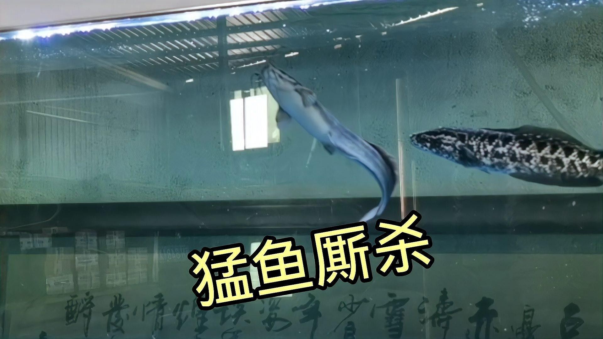 雷龍魚打架會持續(xù)多久（雷龍魚之間的爭斗持續(xù)時間）