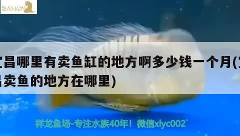 宜昌哪里有賣魚缸的地方啊多少錢一個月(宜昌賣魚的地方在哪里)