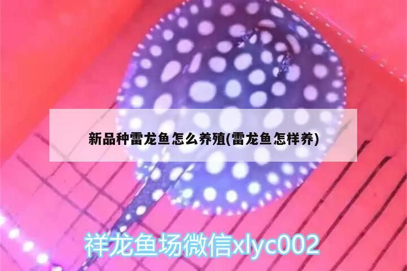 新品種雷龍魚怎么養殖(雷龍魚怎樣養)