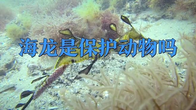 如何區(qū)分保護(hù)和非保護(hù)的海龍魚（最新版《國家重點保護(hù)野生動物】漲知識》）