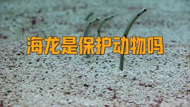 如何區(qū)分保護(hù)和非保護(hù)的海龍魚（最新版《國家重點保護(hù)野生動物】漲知識》）