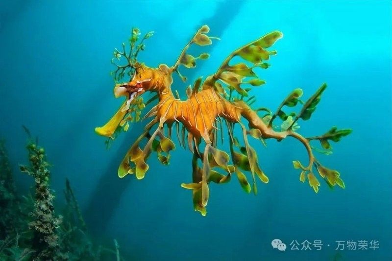 如何區(qū)分保護(hù)和非保護(hù)的海龍魚（最新版《國家重點保護(hù)野生動物】漲知識》）