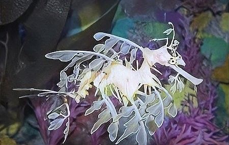 如何區(qū)分保護(hù)和非保護(hù)的海龍魚（最新版《國家重點保護(hù)野生動物】漲知識》）