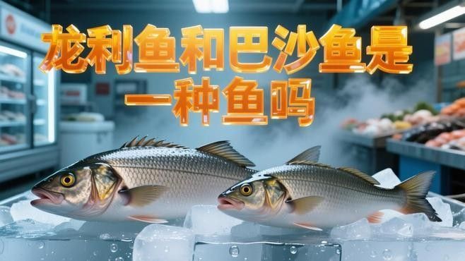如何區分巴沙魚片和龍魚（如何區分巴沙魚和龍魚，龍利魚與巴沙魚的區別，龍利魚的區別）