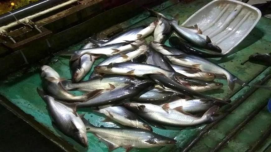 如何區分巴沙魚片和龍魚（如何區分巴沙魚和龍魚，龍利魚與巴沙魚的區別，龍利魚的區別）