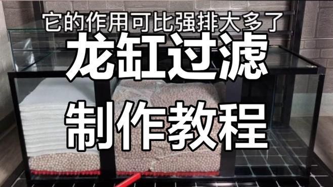 龍魚缸需要多大的過濾器？（魚缸的過濾器大小取決于多種因素）