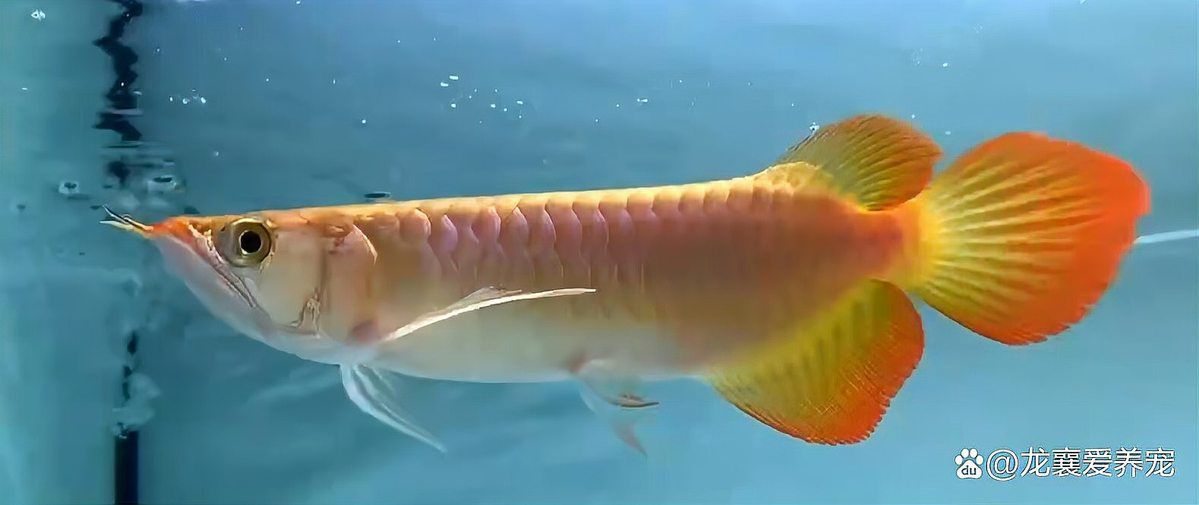 龍魚缸需要多大的過濾器？（魚缸的過濾器大小取決于多種因素）