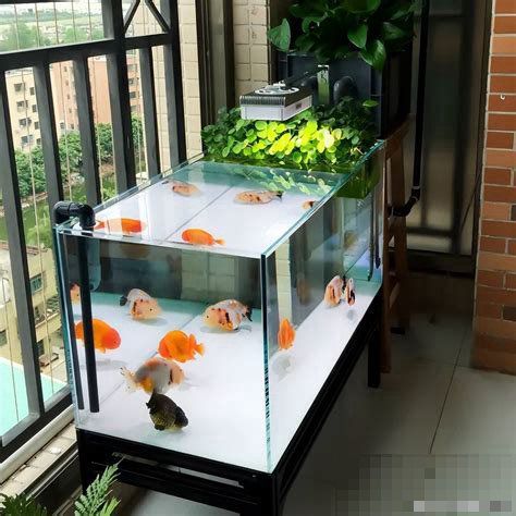 龍魚缸需要多大的過濾器？（魚缸的過濾器大小取決于多種因素）