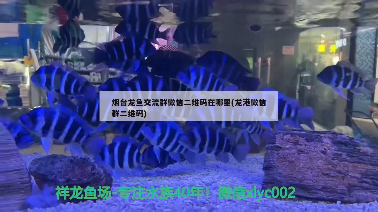 煙臺龍魚交流群微信二維碼在哪里(龍港微信群二維碼)（煙臺龍魚交流群二維碼在哪里和龍港微信群二維碼在哪里）