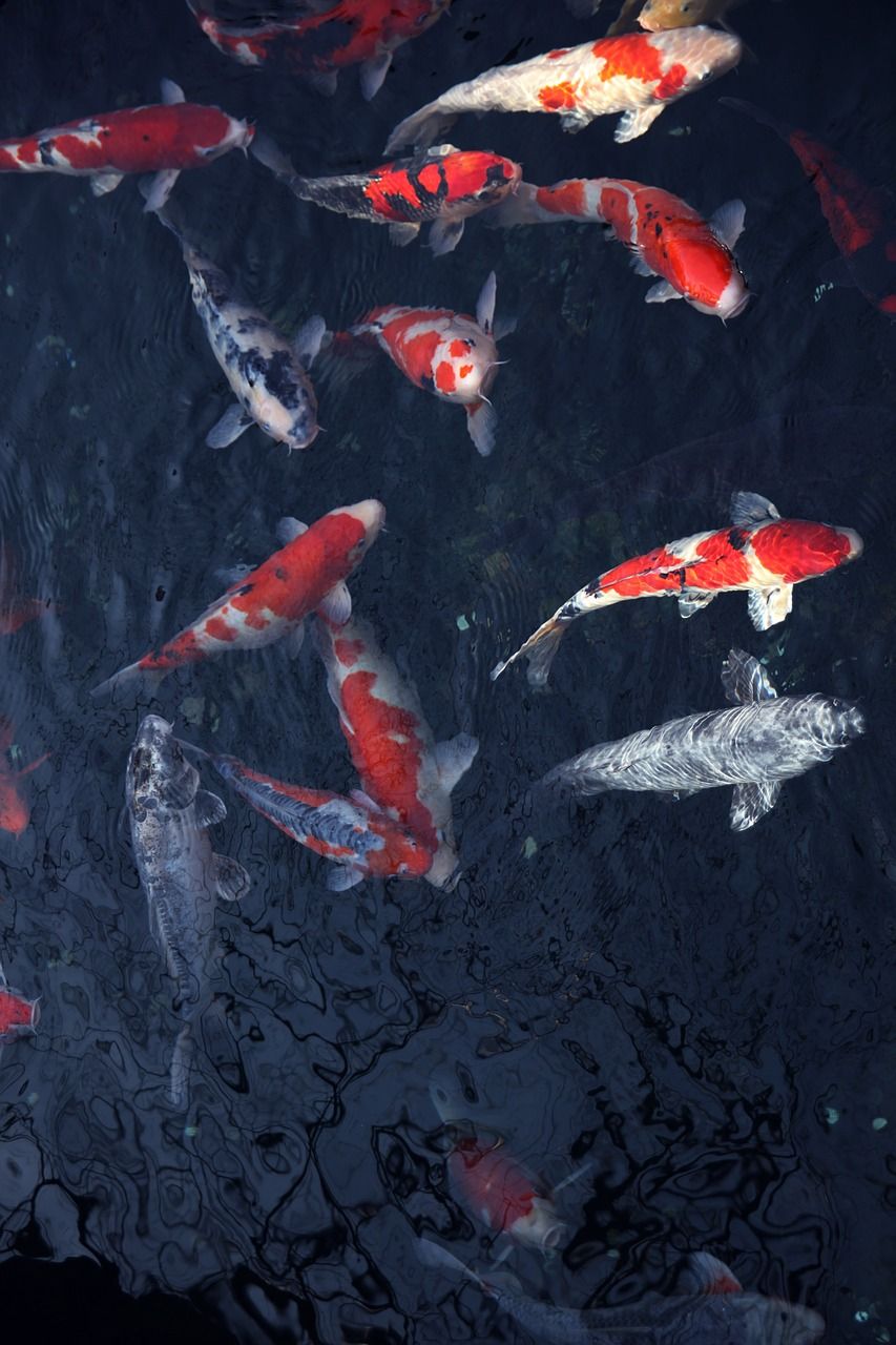 魚缸過(guò)濾桶哪個(gè)牌子質(zhì)量好（魚缸過(guò)濾桶什么牌子比較好）（魚缸過(guò)濾器哪個(gè)牌子質(zhì)量好）