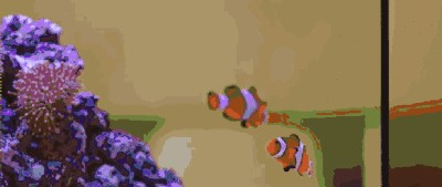 龍魚常見品種飼養與現狀研究方法（關于龍魚的問題）