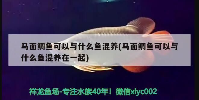馬面鯛魚可以與什么魚混養(馬面鯛魚可以與什么魚混養在一起)（馬面鯛魚可以與什么魚混養）