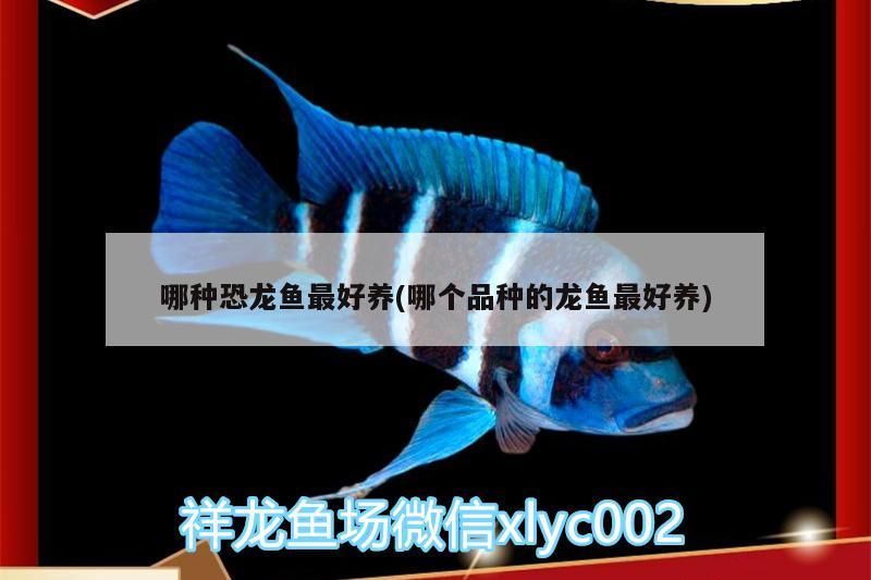 哪種恐龍魚最好養(yǎng)(哪個品種的龍魚最好養(yǎng))（哪個品種的恐龍魚最好養(yǎng)）