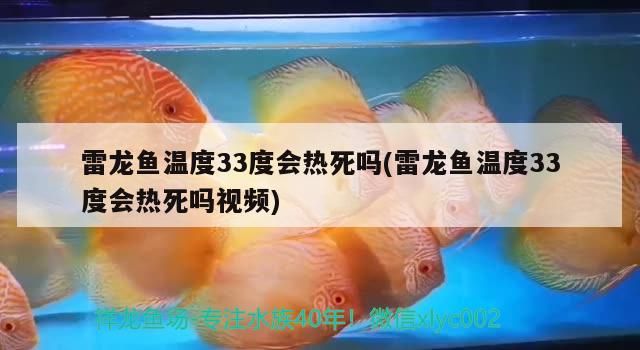 雷龍魚(yú)溫度33度會(huì)熱死嗎(雷龍魚(yú)溫度33度會(huì)熱死嗎視頻)（雷龍魚(yú)溫度33度會(huì)死嗎）