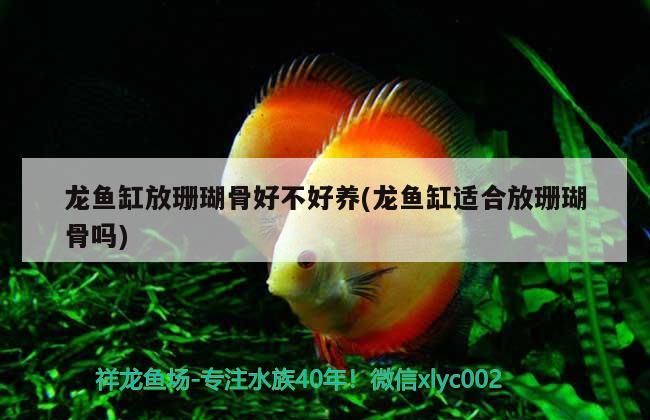 龍魚缸放珊瑚骨好不好養(龍魚缸適合放珊瑚骨嗎)