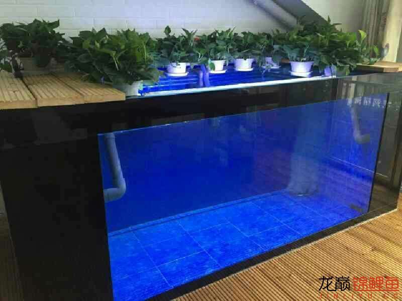 地缸之美4終篇