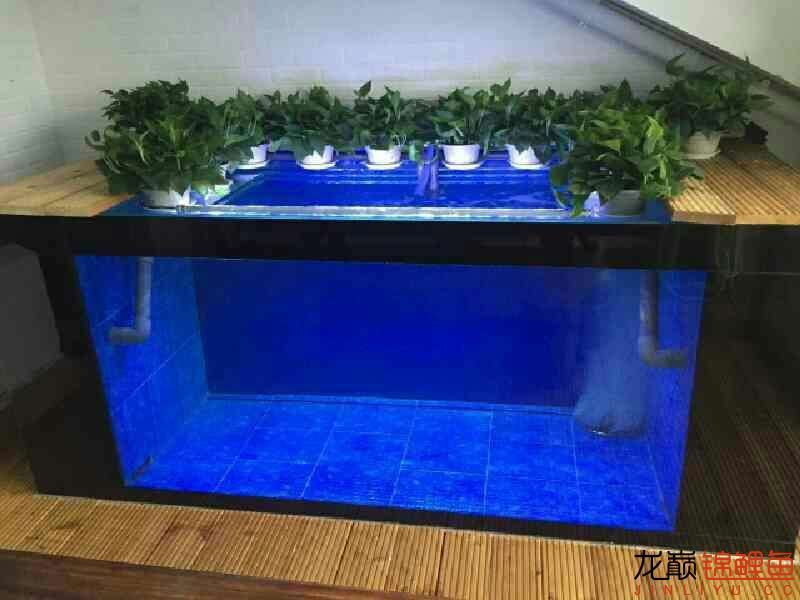 地缸之美4終篇