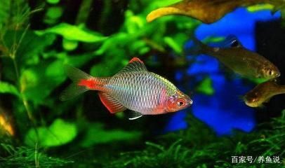 觀賞魚什么好看又便宜（觀賞魚養護秘籍）