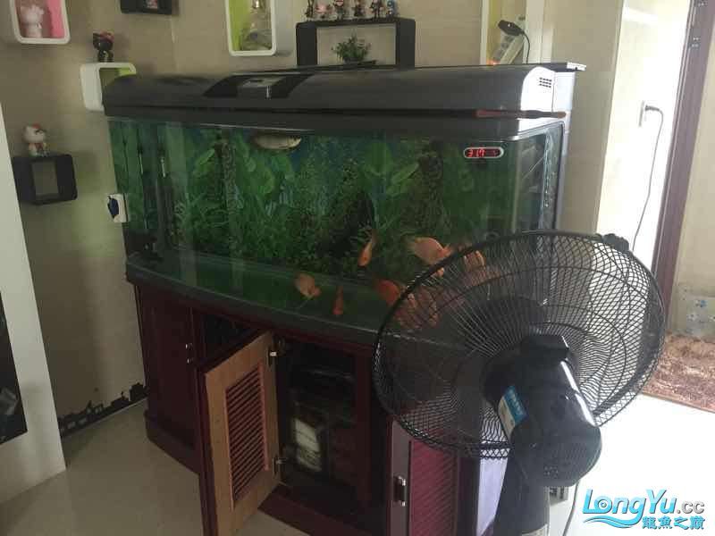 為它真的付出了（福建晉江持續(xù)高溫，魚缸里混養(yǎng)十二只嬰武，魚友幫忙看看是什么原因）
