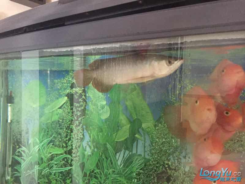 為它真的付出了（福建晉江持續(xù)高溫，魚缸里混養(yǎng)十二只嬰武，魚友幫忙看看是什么原因）
