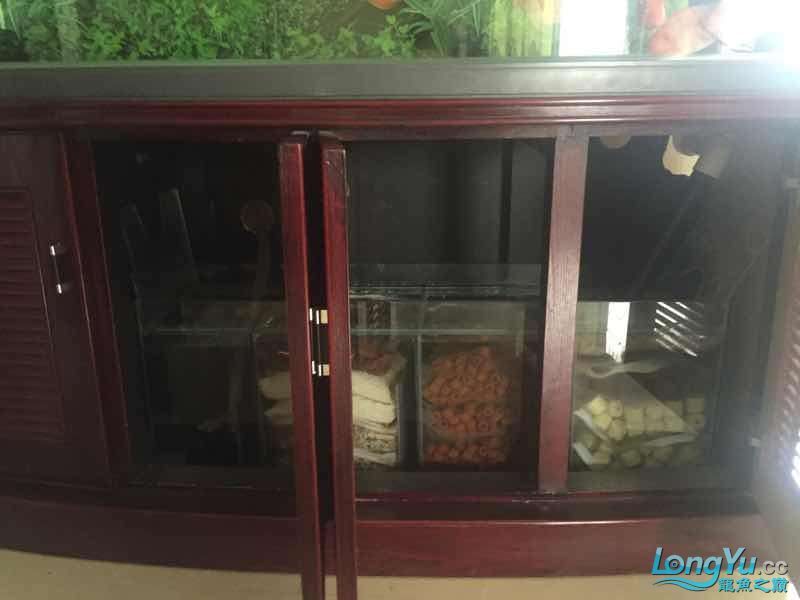 為它真的付出了（福建晉江持續(xù)高溫，魚缸里混養(yǎng)十二只嬰武，魚友幫忙看看是什么原因）