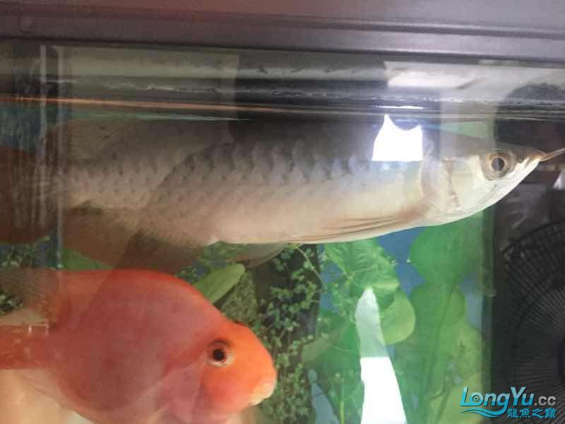 為它真的付出了（福建晉江持續(xù)高溫，魚缸里混養(yǎng)十二只嬰武，魚友幫忙看看是什么原因）