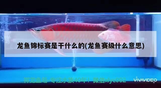 龍魚錦標賽是干什么的(龍魚賽級什么意思)（世界羽毛球錦標賽）