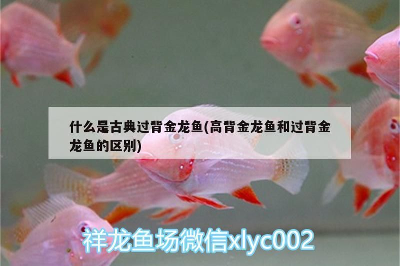 什么是古典過背金龍魚(高背金龍魚和過背金龍魚的區別)（古典古典過背金龍魚的辨別方法）