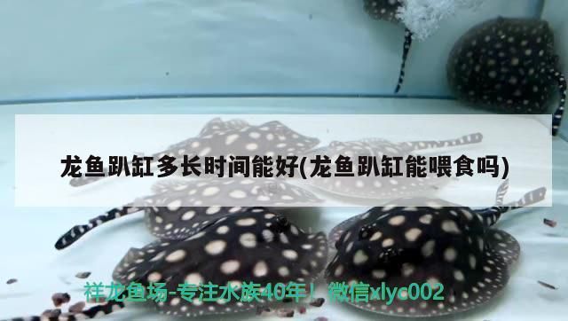 龍魚趴缸多長時間能好(龍魚趴缸能喂食嗎)（祥龍魚趴缸多長時間能好(龍魚趴缸能喂食嗎）