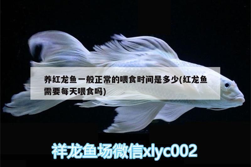 養紅龍魚一般正常的喂食時間是多少(紅龍魚需要每天喂食嗎)（養紅龍魚一般正常喂食時間是多少和紅龍魚需要每天喂食嗎）
