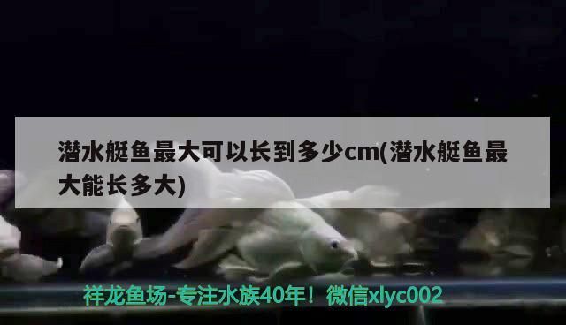 潛水艇魚最大可以長到多少cm(潛水艇魚最大能長多大)（潛水艇魚和潛水艇魚的飼養特點不同、外形特征不同、飼養特點不同）