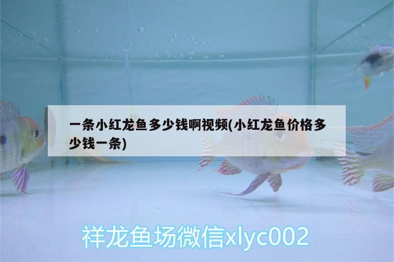 一條小紅龍魚多少錢啊視頻(小紅龍魚價格多少錢一條)（一條小紅龍魚價格多少錢一條小紅龍魚多少錢一條啊）