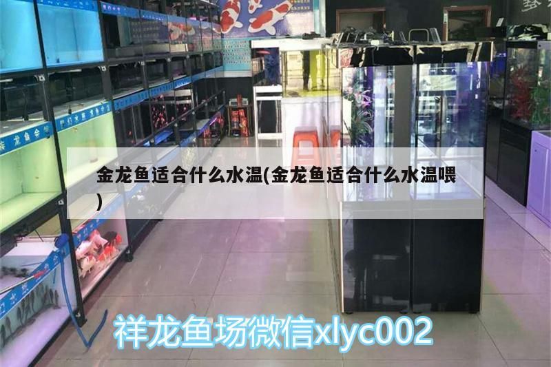 金龍魚適合什么水溫(金龍魚適合什么水溫喂)（金龍魚的水溫多少度最合適）