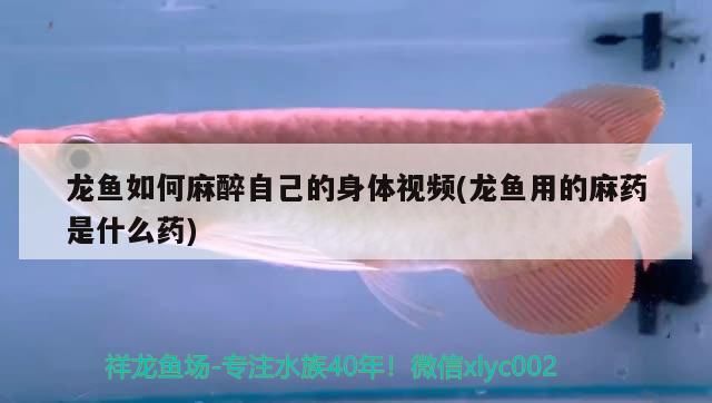 龍魚如何麻醉自己的身體視頻(龍魚用的麻藥是什么藥)（龍魚如何麻醉自己的身體視頻）