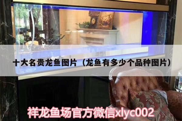 十大名貴龍魚圖片（龍魚有多少個品種圖片）（世界上最貴的觀賞魚價格排名，十大最值錢的觀賞魚圖片）