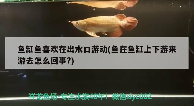 魚缸魚喜歡在出水口游動(魚在魚缸上下游來游去怎么回事?)（紅鸚鵡魚喜歡在出水口游動，魚缸魚喜歡在出水口游動）