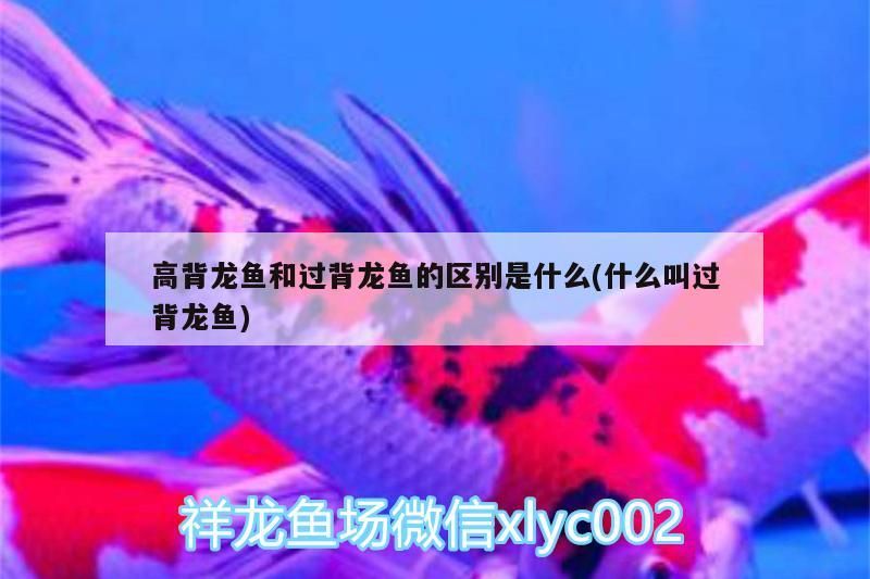 高背龍魚和過背龍魚的區別是什么(什么叫過背龍魚)（過背金龍魚和高背金龍魚的區別）