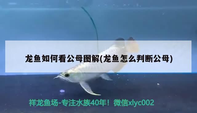 龍魚如何看公母圖解(龍魚怎么判斷公母)（如何判斷龍魚公母）